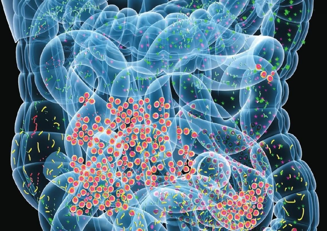 La Microbiota Intestinal: Aliado  fiel del Intestino del Ser Humano
